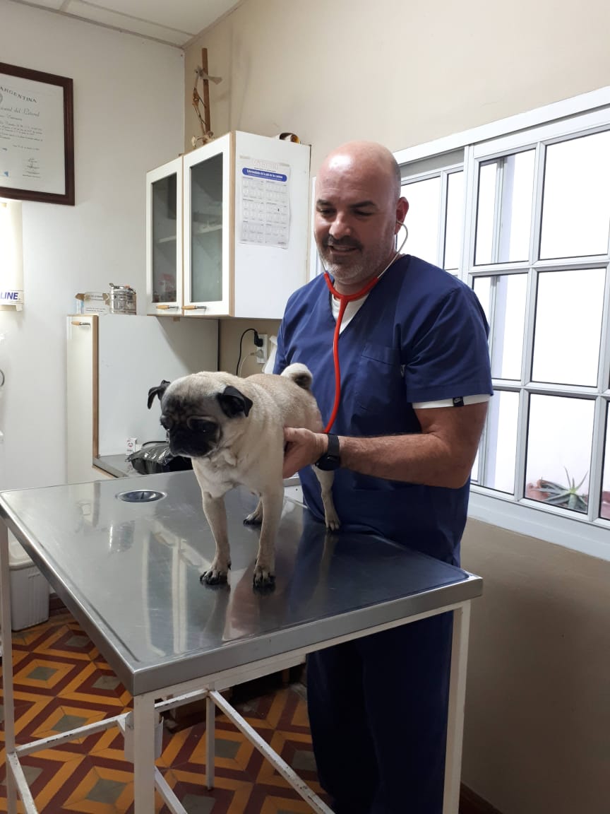 Veterinario profesional examinando cariñosamente a perro en consulta médica en Paraná